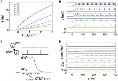 Acetylcholine facilitates localized synaptic potentiation and location specific feature binding